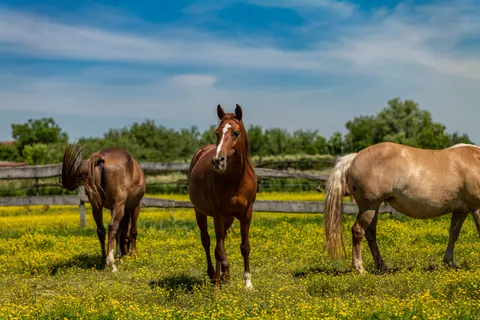 Fond d'écran Cheval 4K · animals · 3840×2562