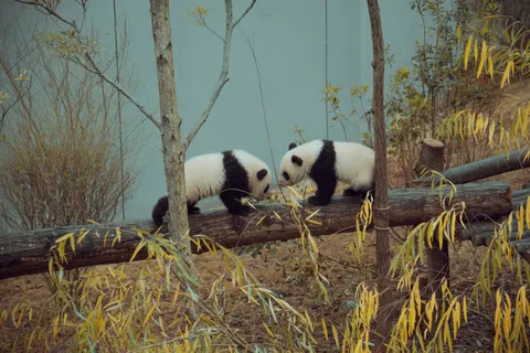 Fond d'écran Panda 4K · animals · 3840×2560