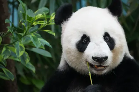 Sfondo Panda 4K · animals · 3840×2560