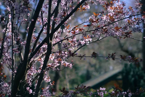 Fond d'écran Fleur de cerisier 4K · nature · 3840×2560