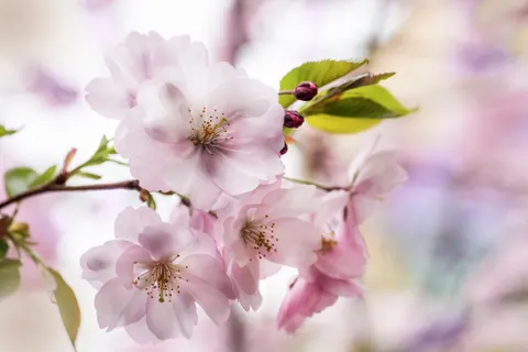 Cherry Blossom 4K Wallpaper · nature · 3840×2563