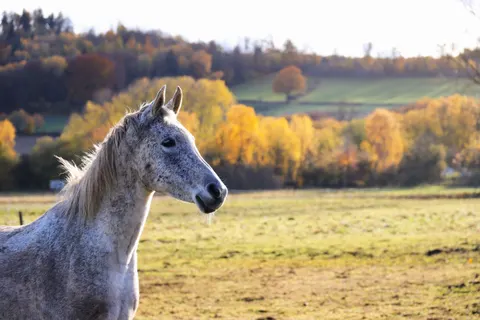 Fondo de pantalla Caballo 4K · animals · 3840×2560