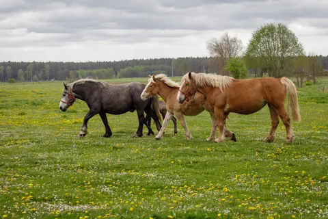 Horse 4K Wallpaper · animals · 3840×2560