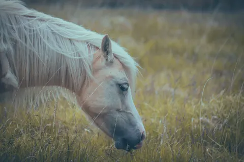 خلفية حصان بدقة 4K · animals · 3840×2560