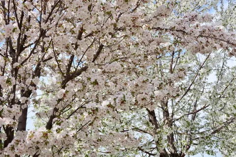 桜 4K壁紙 · nature · 3840×2560