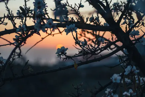 خلفية أزهار الكرز بدقة 4K · nature · 3840×2560