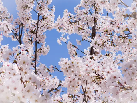Fond d'écran Fleur de cerisier 4K · nature · 3840×2880