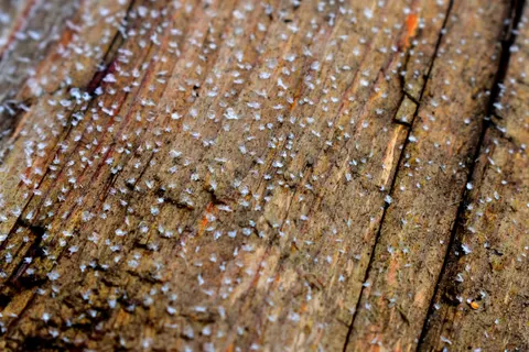 Wood Grain 4K Wallpaper · minimal · 3840×2560