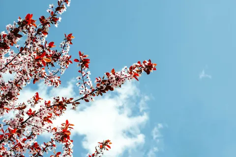 Fond d'écran Fleur de cerisier 4K · nature · 3840×2560
