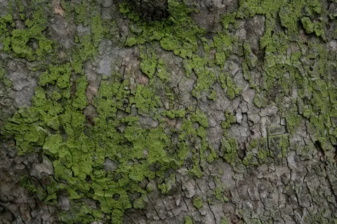 Wood Grain 4K Wallpaper · minimal · 3840×2560
