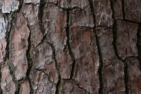 Wood Grain 4K Wallpaper · minimal · 3840×2563