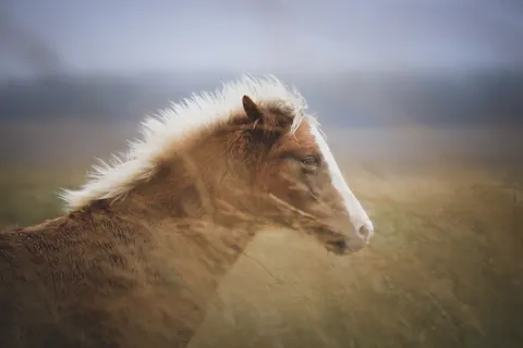 Papel de parede Cavalo 4K · animals · 3840×2560