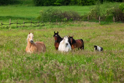 Horse 4K Wallpaper · animals · 3840×2562