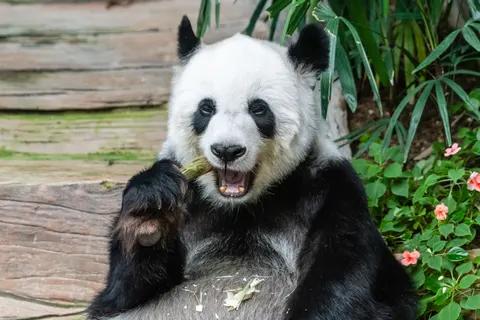 Sfondo Panda 4K · animals · 3840×2560