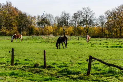 Fondo de pantalla Caballo 4K · animals · 3840×2560