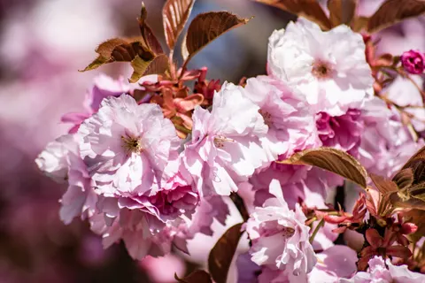 Kirschblüte 4K Hintergrundbild · nature · 3840×2560