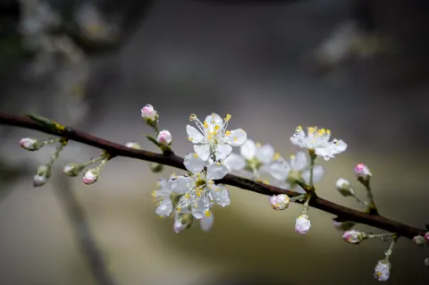 벚꽃 4K 배경화면 · nature · 3840×2555
