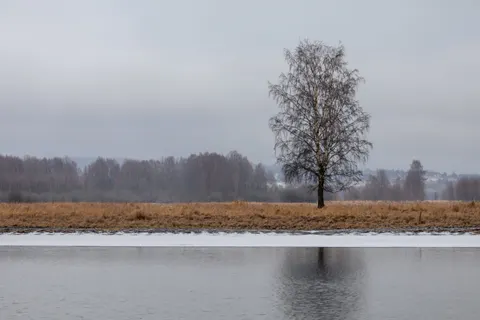 Lone Tree 4K Wallpaper · minimal · 3840×2560