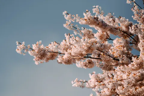 خلفية أزهار الكرز بدقة 4K · nature · 3840×2560