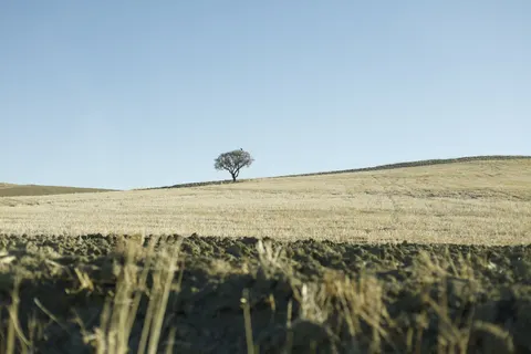 Lone Tree 4K Wallpaper · minimal · 3840×2560