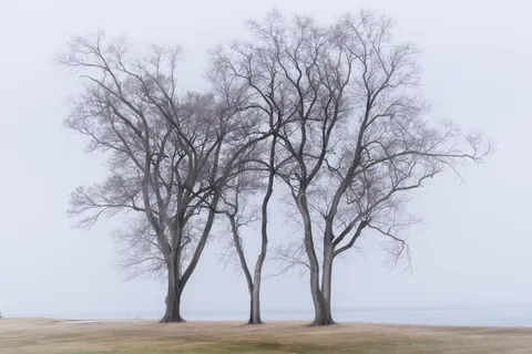 Einzelner Baum 4K Hintergrundbild · minimal · 3840×2561