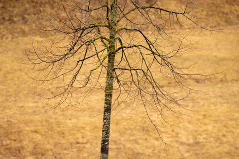 Lone Tree 4K Wallpaper · minimal · 3840×2560