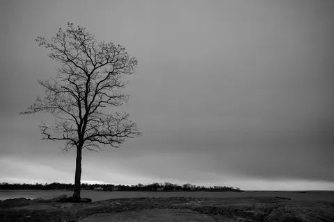 Lone Tree 4K Wallpaper · minimal · 3840×2561