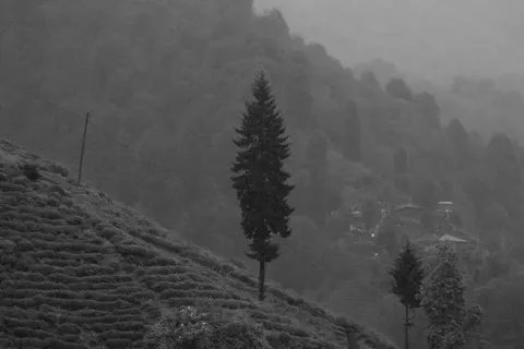 Lone Tree 4K Wallpaper · minimal · 3840×2560