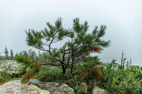 Lone Tree 4K Wallpaper · minimal · 3840×2560