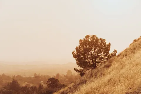 Lone Tree 4K Wallpaper · minimal · 3840×2560