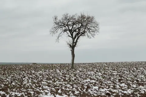 Lone Tree 4K Wallpaper · minimal · 3840×2560