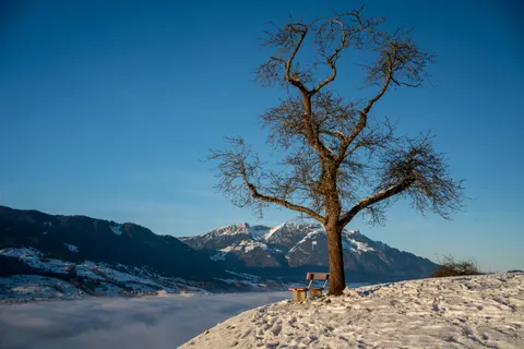Lone Tree 4K Wallpaper · minimal · 3840×2560