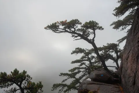 Lone Tree 4K Wallpaper · minimal · 3840×2563