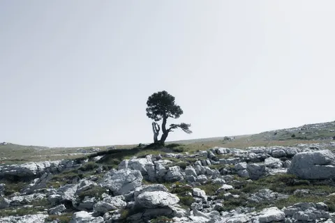 Lone Tree 4K Wallpaper · minimal · 3840×2560