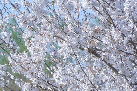 خلفية أزهار الكرز بدقة 4K · nature · 3840×2560
