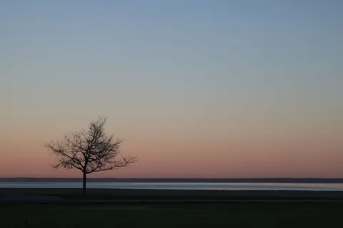 Lone Tree 4K Wallpaper · minimal · 3840×2561