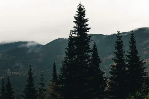Lone Tree 4K Wallpaper · minimal · 3840×2560