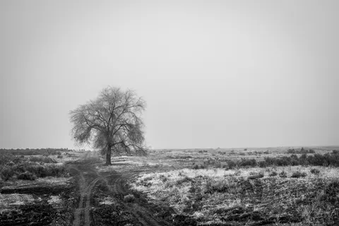 Lone Tree 4K Wallpaper · minimal · 3840×2560