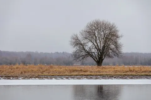 Lone Tree 4K Wallpaper · minimal · 3840×2560