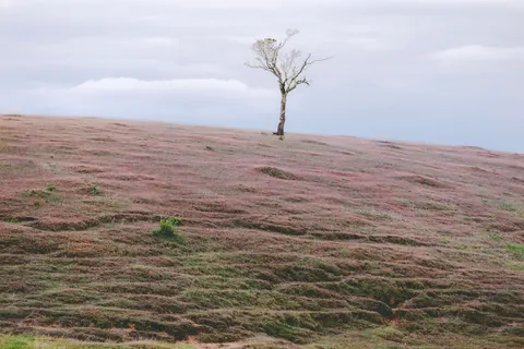 Lone Tree 4K Wallpaper · minimal · 3840×2560