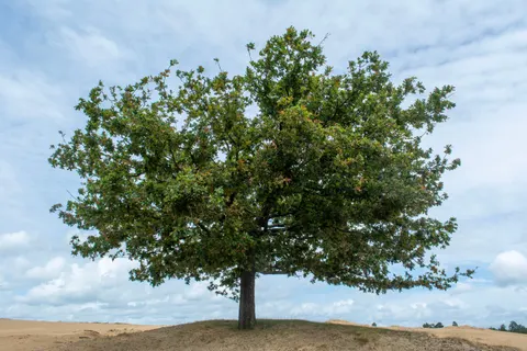 Lone Tree 4K Wallpaper · minimal · 3840×2560