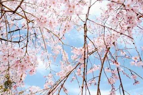 桜 4K壁紙 · nature · 3840×2560