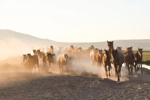 Horse 4K Wallpaper · animals · 3840×2560