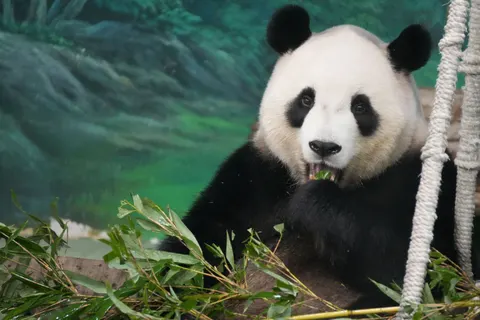 Sfondo Panda 4K · animals · 3840×2560