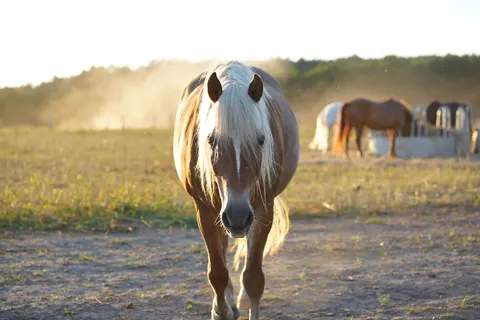 Horse 4K Wallpaper · animals · 3840×2560