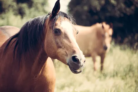 Horse 4K Wallpaper · animals · 3840×2560