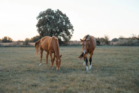 Horse 4K Wallpaper · animals · 3840×2560