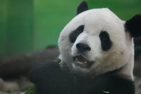 Обои Панда 4K · animals · 3840×2560