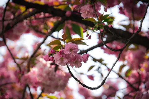 樱花 4K壁纸 · nature · 3840×2560