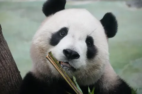 Sfondo Panda 4K · animals · 3840×2560